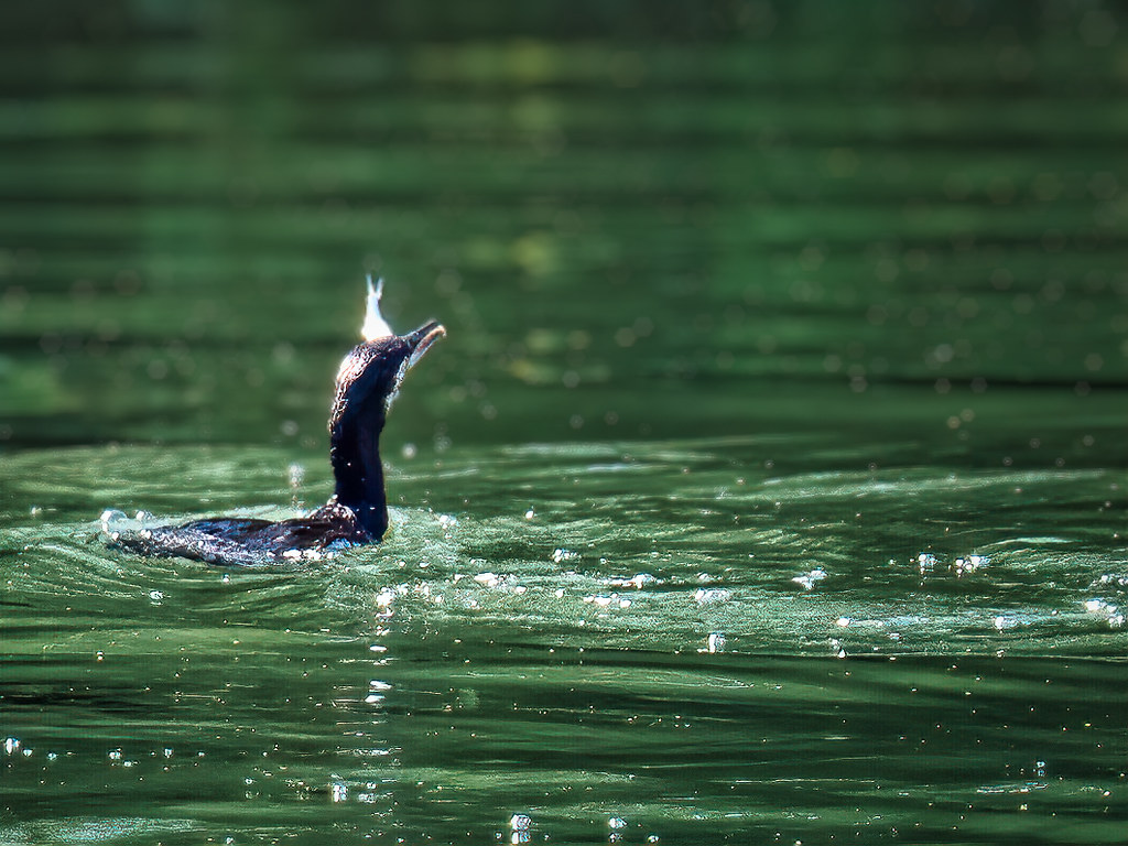 Le cormoran à la pêche ... 52325153552_d8dd78c4c9_b