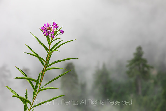 Fireweed in the Cascade Mountains