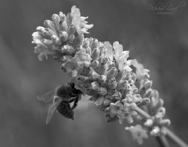 Bee & Lavender