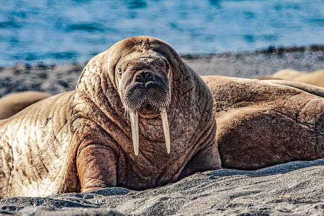 Walrus watching you