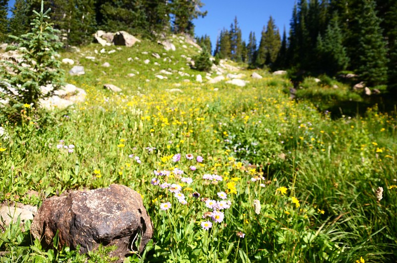 Wildflowers blooming along Lake Isabelle Trail (1)