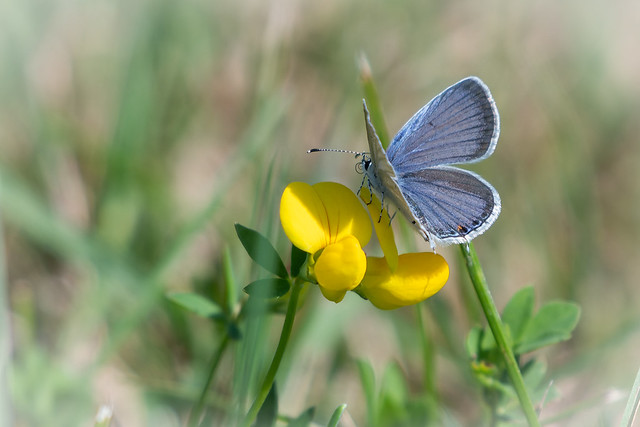 Eastern-tailed blue ( In Explore )