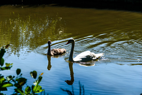Oxfordshire:swan and cygnets