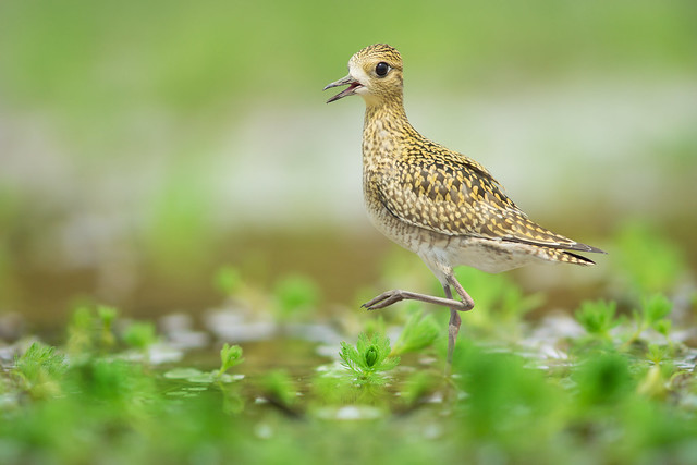 Happy Pacific Golden Plover Walking Forward | 快樂的金斑鴴向前走