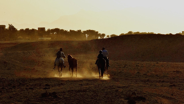 ÄGYPTEN, Makadi Beach bei Hurghadi,  (1st series - Horses) Ausritt am frühen Abend ,  80040/21040