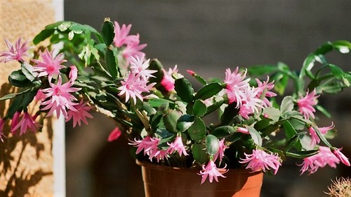 Hatiora rosea (= Rhipsalidopsis) - cactus de Pâques  52326906390_67e10af997