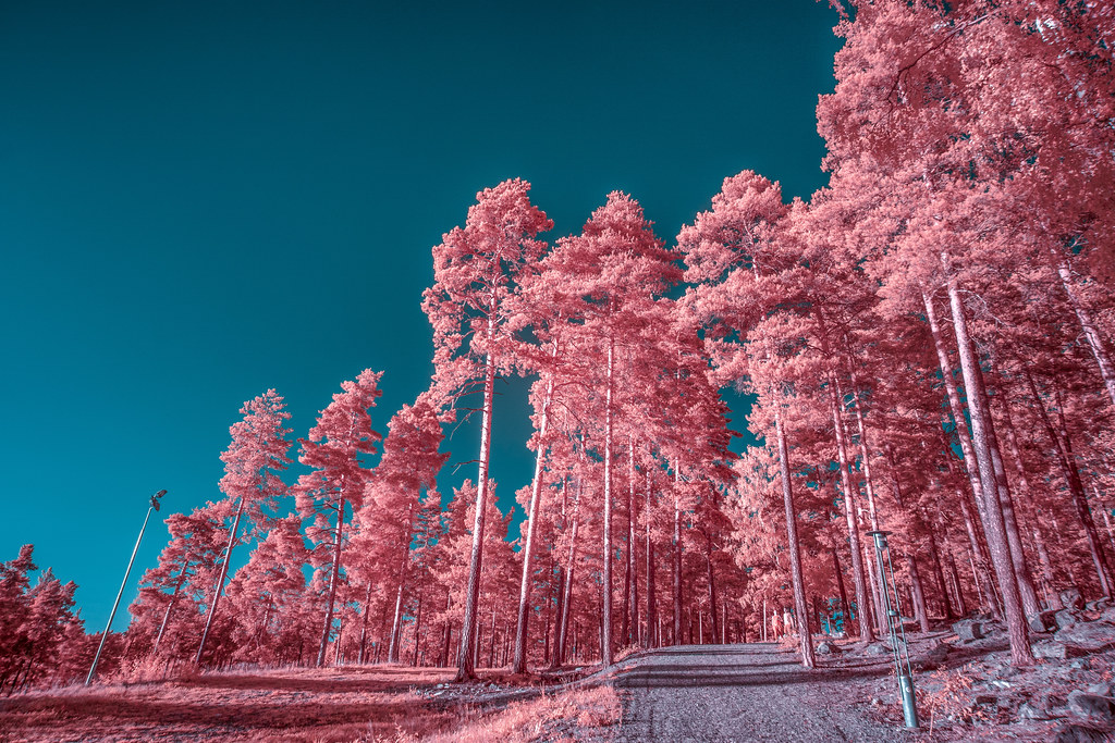 Pink pines