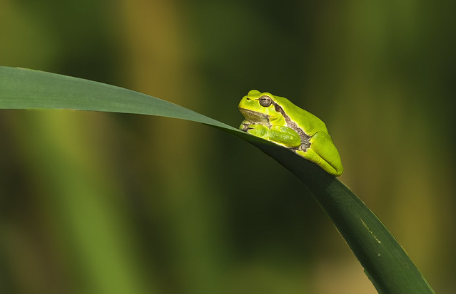 European tree frog, zelena rega, regica