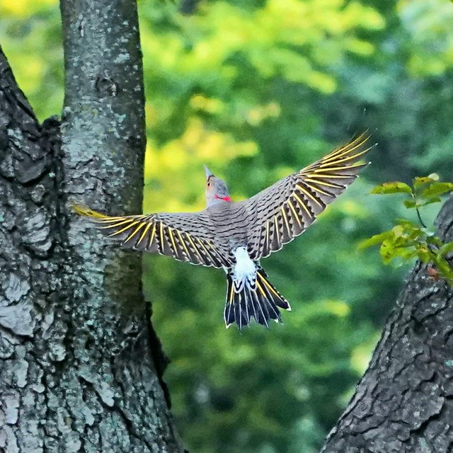 Northern Flicker at the Jagiello statue ,Central park.