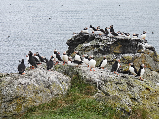 Puffins on rock 17.7.22