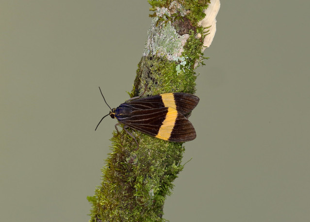 Tiger Moth --- Aclytia heber