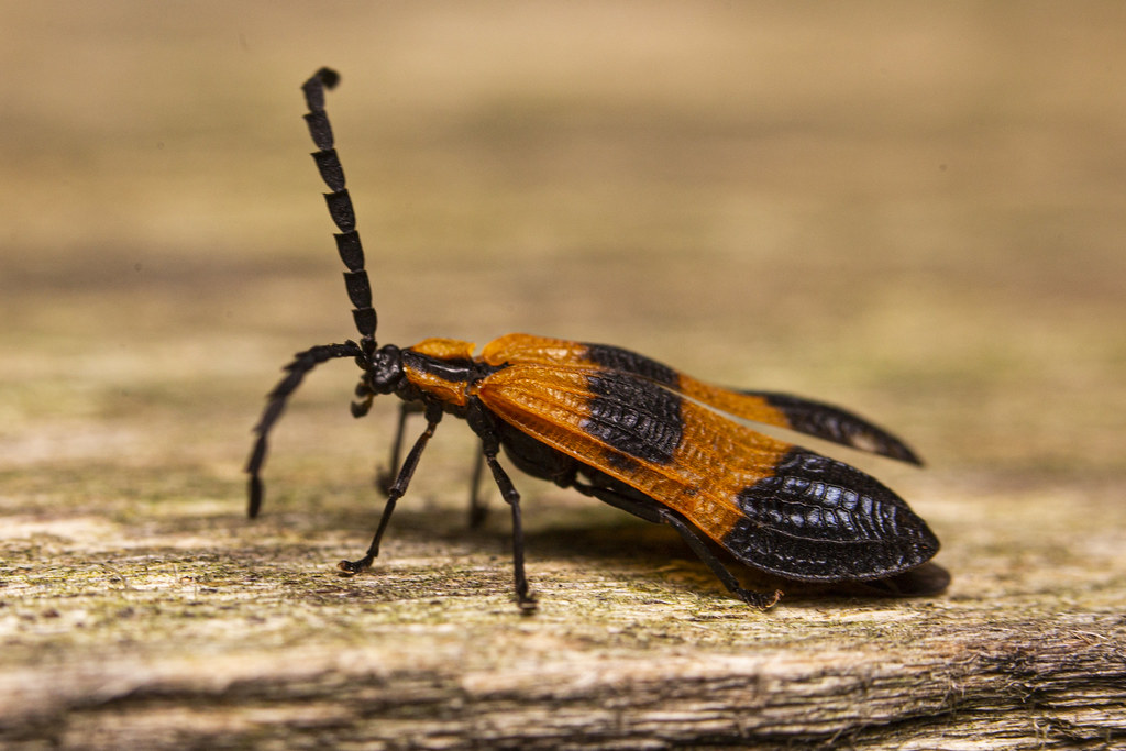Banded Net Winged Beetle Macro 2022-09-01 | Adam | Flickr