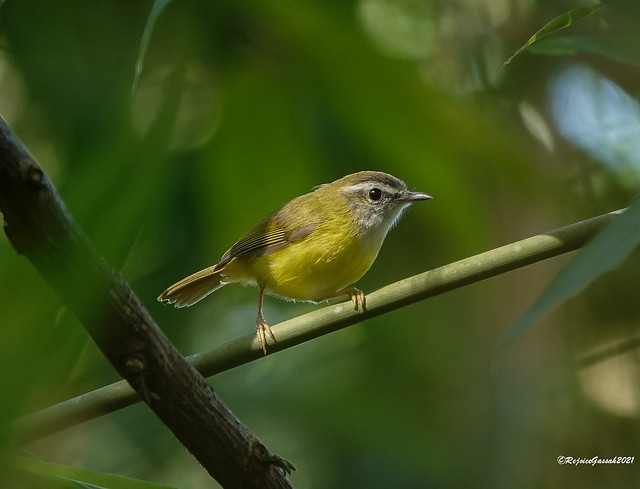 Yellow-bellied warbler-7