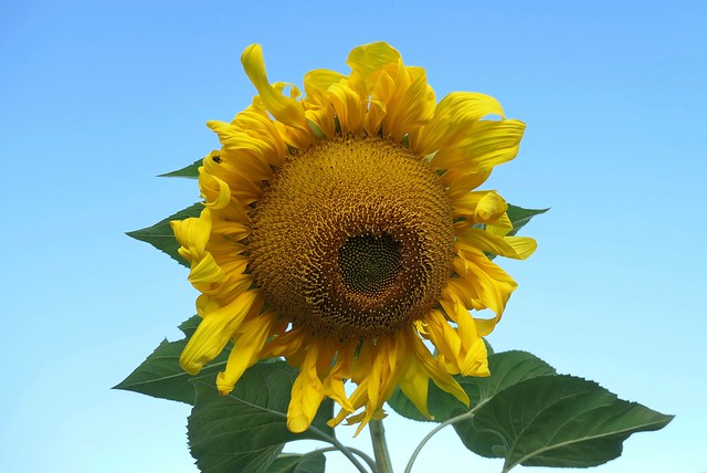 Sunflower blowing in the wind