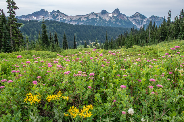 Wild Flowers on Mount Rainier