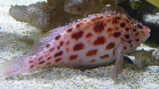 Cirrhitichthys oxycephalus 2 (12-7-16 Birch Aquarium)
