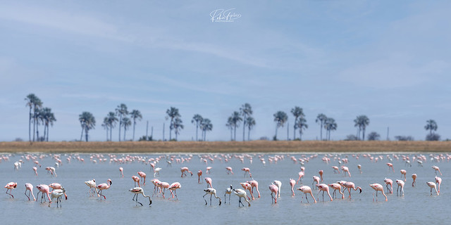 Flamingos _flickr