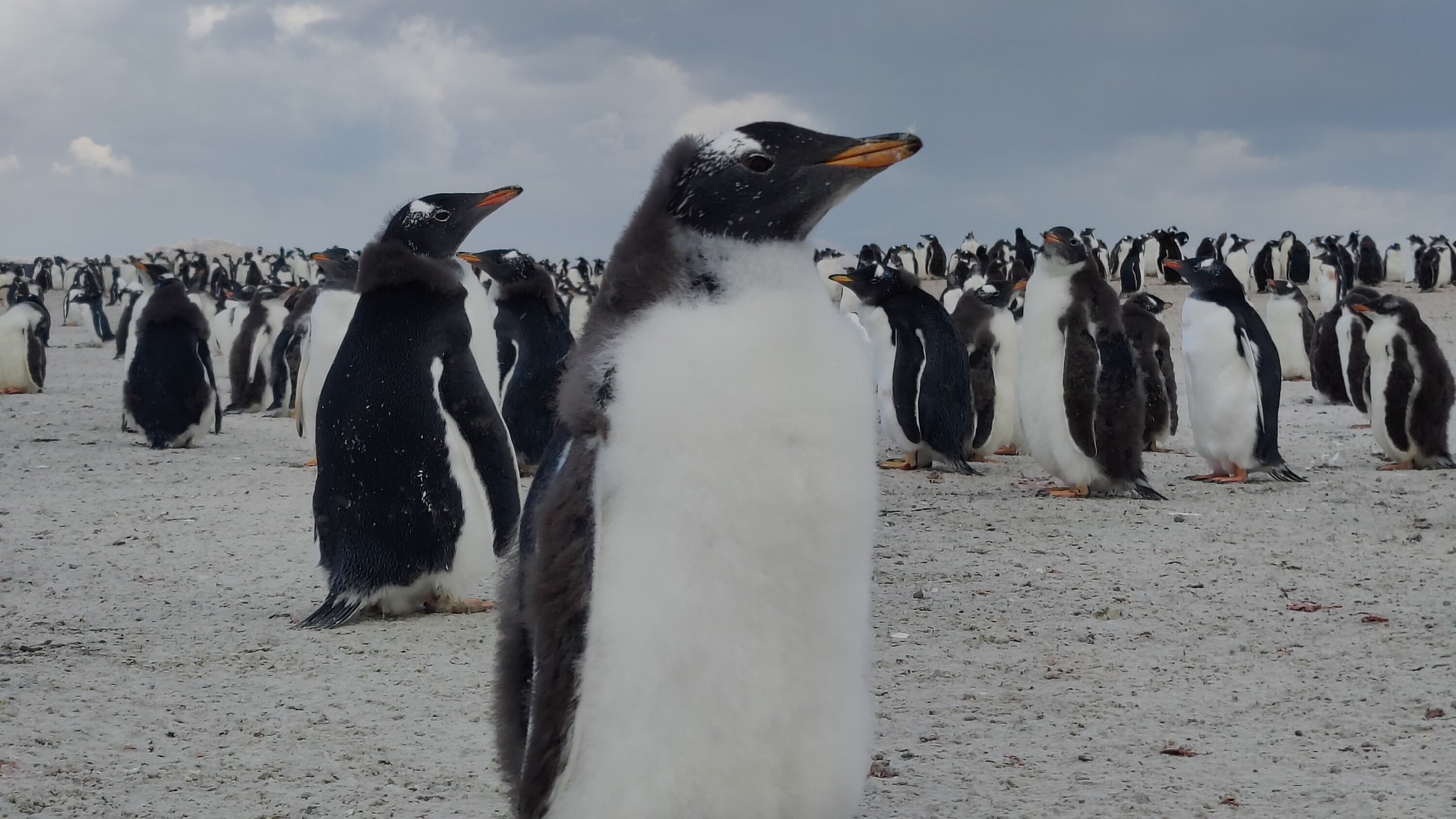 Group of Gentoo penguins