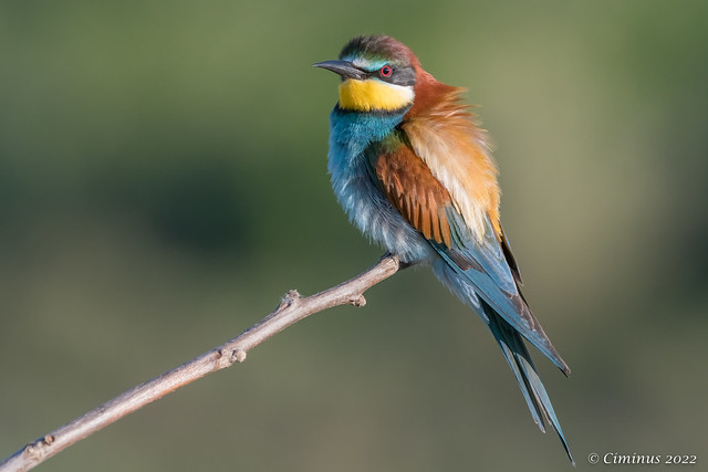 European bee-eater.