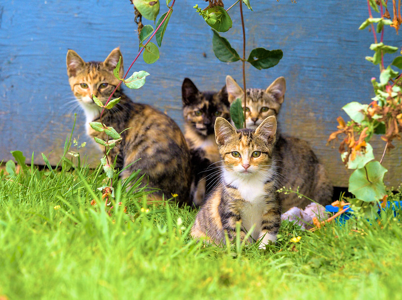Aberdeen Kittens: They all came out from under the house after one of them saw us.  No idea if they're feral or not.