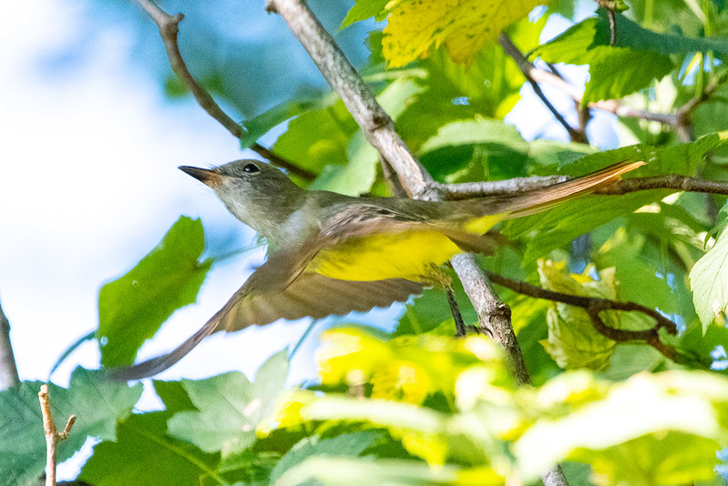great-crested-flycatcher-5144