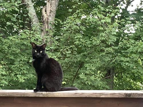 Martha #cat on the deck