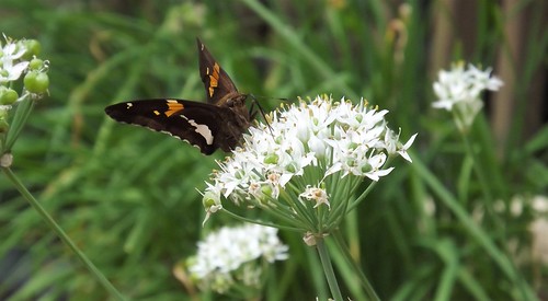 Backyard Butterfly | by ChicaD58