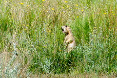 Gunnison's Prairie Dog Cynomys gunnisoni vocalizing