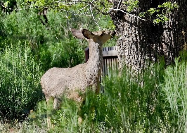 Mule Deer Browsing (Odocoileus hemionus)