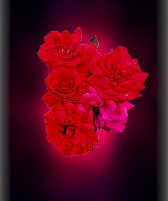 2022153-ROSES IN A DARK BACKGROUND