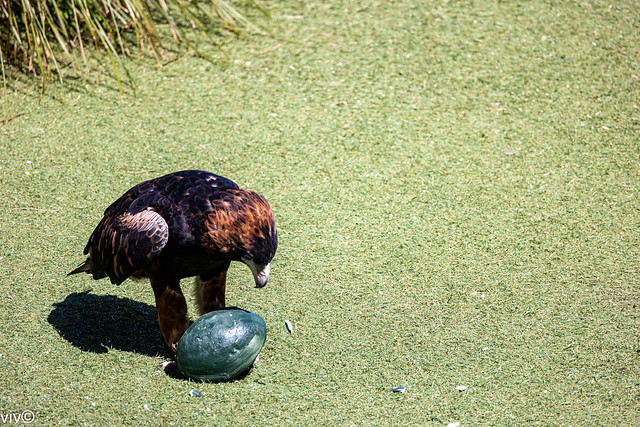 The Emu egg is thick but contents are delicious and protein rich. After dropping a stone several times to crack the shell, smart Raptor (Black-breasted Buzzard), manoeuvres its beak and talons to enlarge the opening! You can see a shell piece flying off
