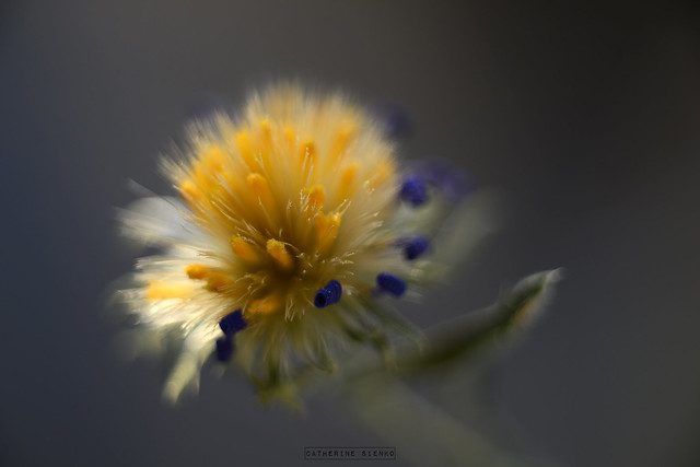 Narrowleaf Aster - Wildflower
