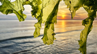 Seaweed Triptych #3