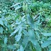 Muskoka Milkweed