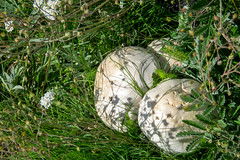 Western Giant Puffball Calvatia booniana