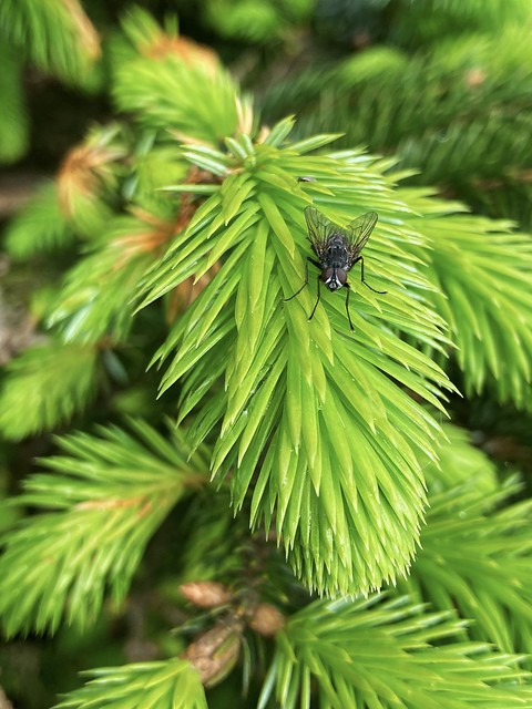 A fir foliage photo for fly day Friday