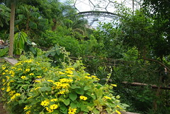 22-121  Inside the Eden Project's Rainforest Biome - two of two