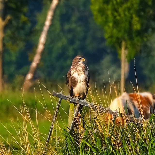 common buzzard (Buteo buteo)