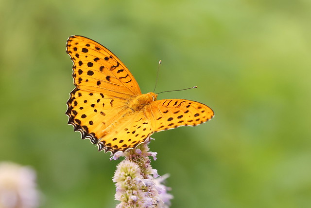 The Marbled Fritillary