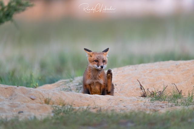 Red Fox | Vulpes Vulpes | 2021 - 94