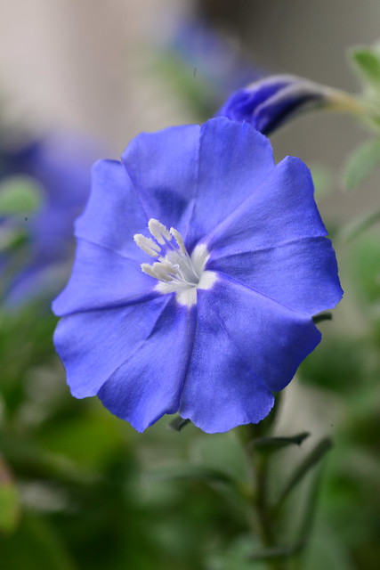 Evolvulus nuttallianus ‘Blue Daze’