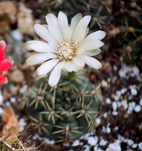 Gymnocalycium baldianum 52330937615_862b48995d