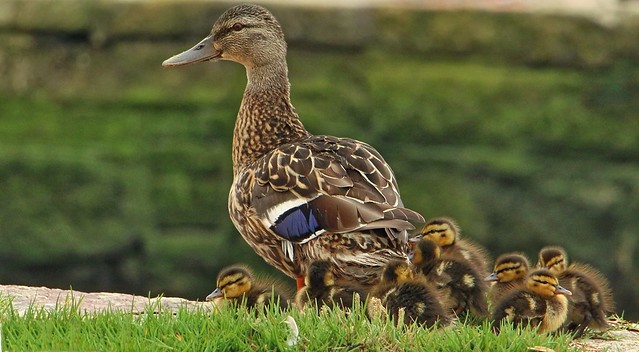 THE FAMILY DUCK'S