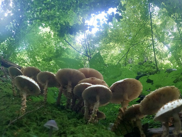 Oyster mushrooms abound.