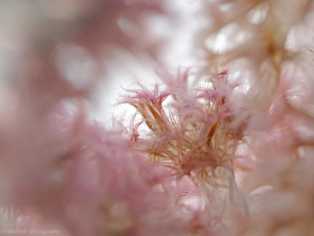 Softcoral in the backlight