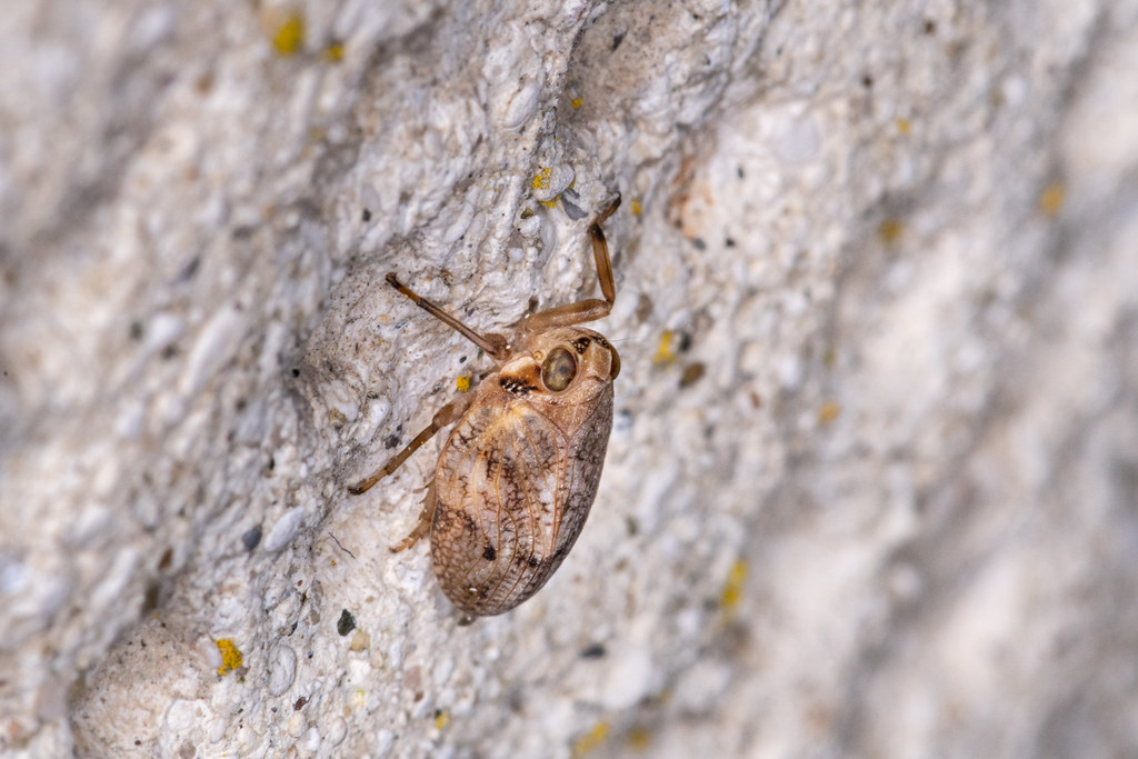 Klopp Insect Issus coleoptratus (Fabricius, 1781) | Nicolas VENNER | Flickr