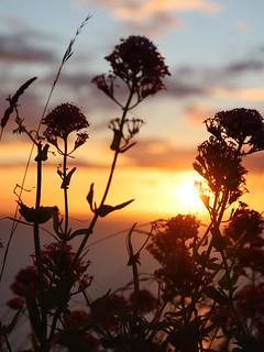 Vertical Wildflower Sunset