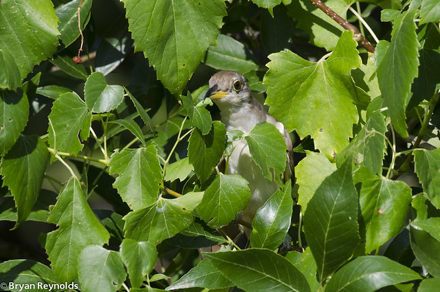 Yellow-billed Cuckoo, Coccyzus americanus, pulling off sphinx moth caterpillar from leaf