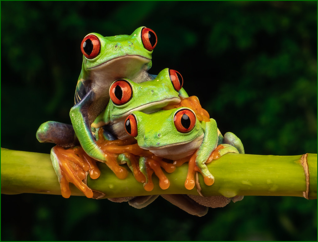 A Pile of Red Eyed Tree Frogs