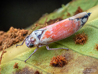 Leafhopper (Cicadellini) - P6154844